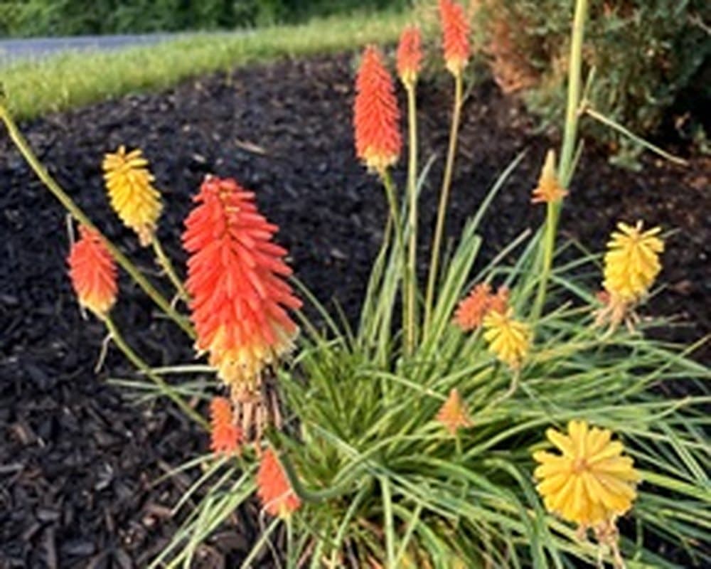 Red hot poker perennials blooming in a freshly mulched garden bed