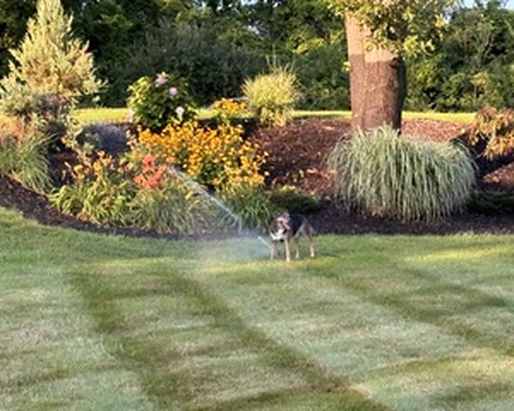 Sprinkler head watering a striped lawn beside a planted bed